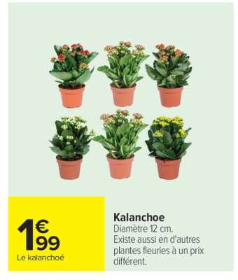 Kalanchoé