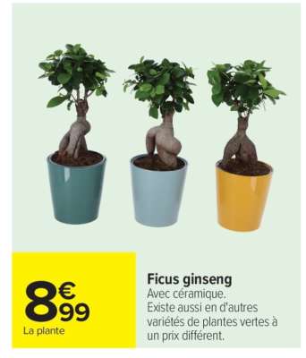 Ficus ginseng