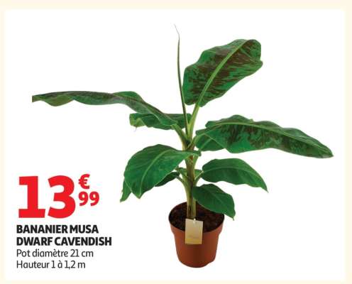 Bananier Musa Dwarf Cavendish