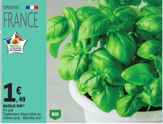 Basilic Bio