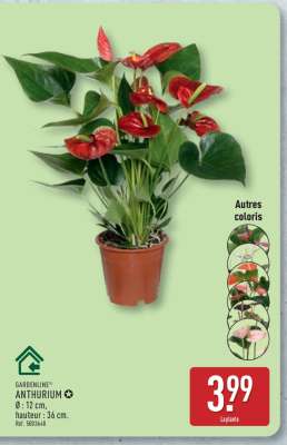 GARDENLINE® ANTHURIUM