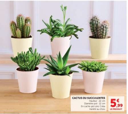 CACTUS OU SUCCULENTES