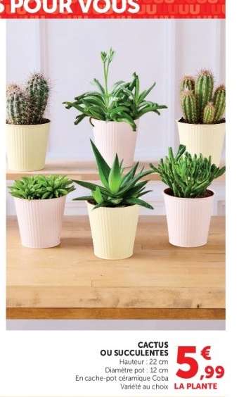 CACTUS OU SUCCULENTES