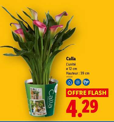 Calla