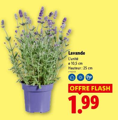 Lavande