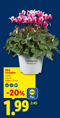 Mini cyclamen