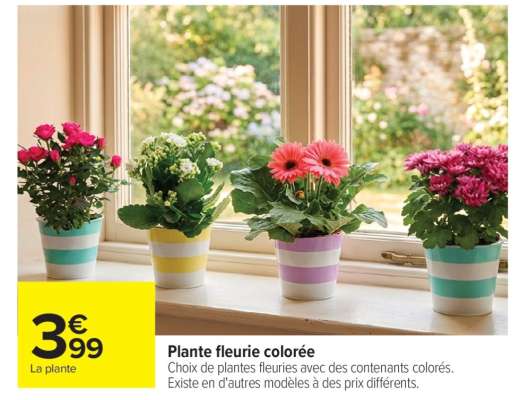 Plante fleurie colorée