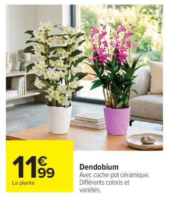 Dendobium
