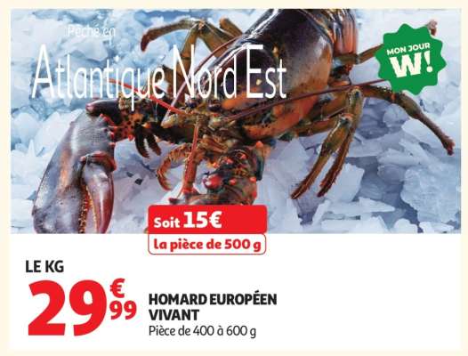 HOMARD EUROPÉEN VIVANT