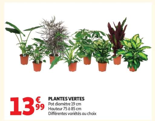 Plantes Vertes
