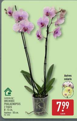 Orchidée Phalaenopsis