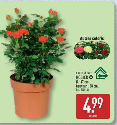 Rosier
