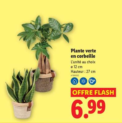 Plante verte en corbeille