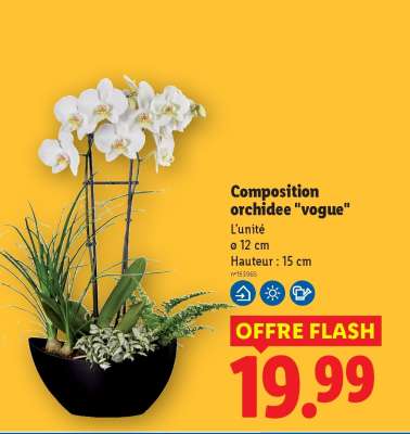 Composition orchidee "vogue"