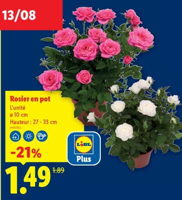 Rosier en pot