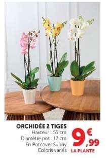 Orchidée 2 tiges