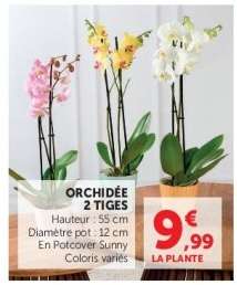 Orchidée 2 tiges