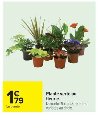 Plante verte ou fleurie