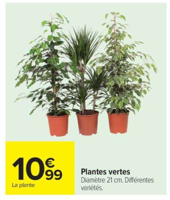 Plantes Vertes