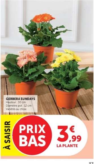 GERBERA SUNDAYS