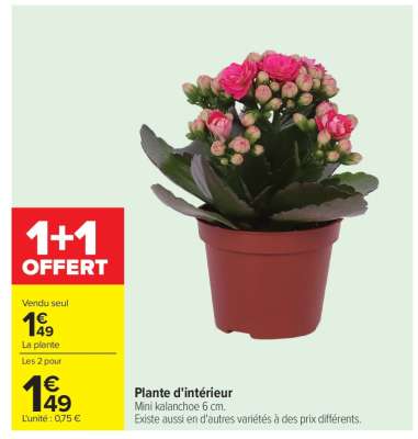 Plante d'intérieur