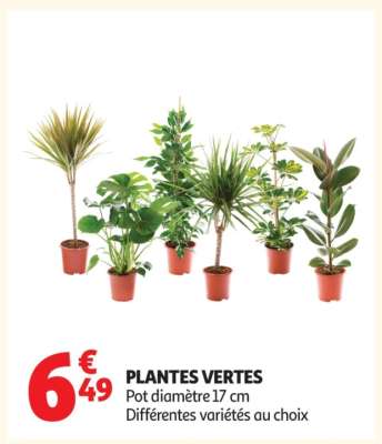 Plantes Vertes