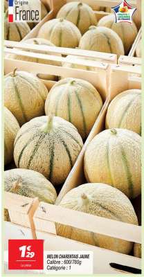 MELON CHARENTAIS JAUNE