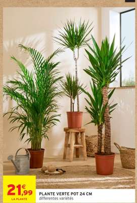 PLANTE VERTE POT 24 CM