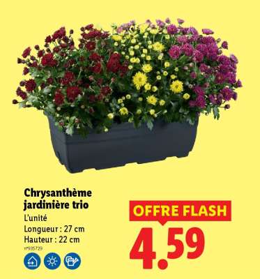 Chrysanthème jardinière trio