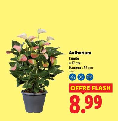 Anthurium