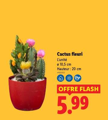 Cactus fleuri