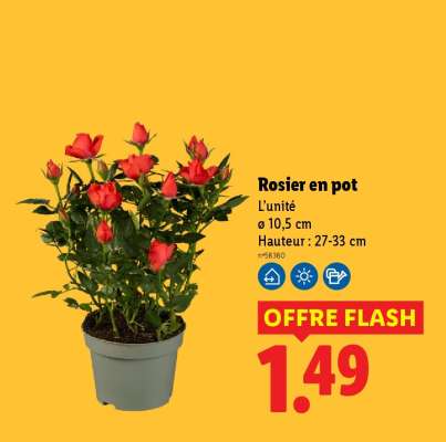 Rosier en pot