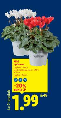 Mini cyclamen