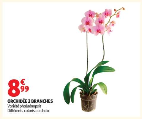 Orchidée 2 Branches