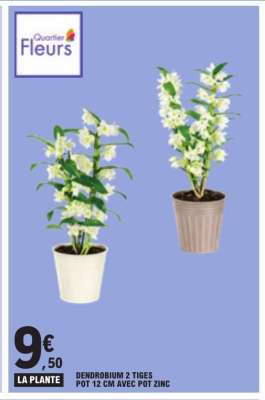 DENDROBIUM 2 TIGES