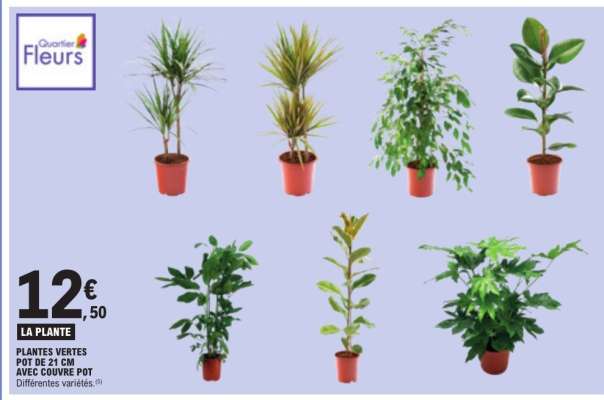 Plantes Vertes