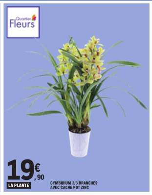 CYMBIDIUM 2/3 BRANCHES