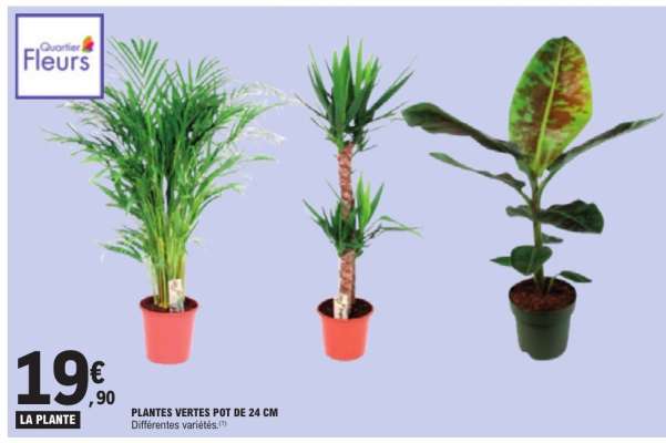 PLANTES VERTES POT DE 24 CM