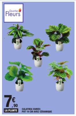 CALATHEA VARIES