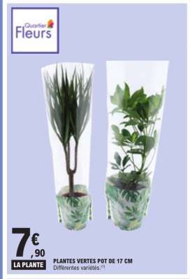 PLANTES VERTES POT DE 17 CM