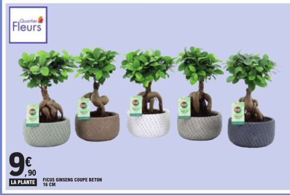 Ficus Ginseng Coupe Beton