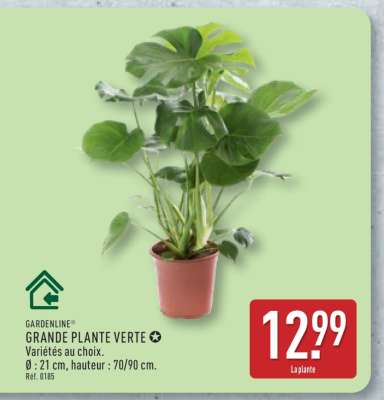 Grande plante verte