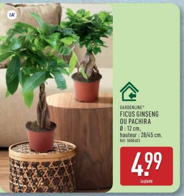 Ficus Ginseng ou Pachira