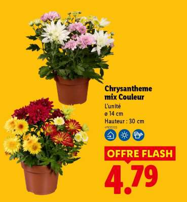 Chrysantheme mix Couleur