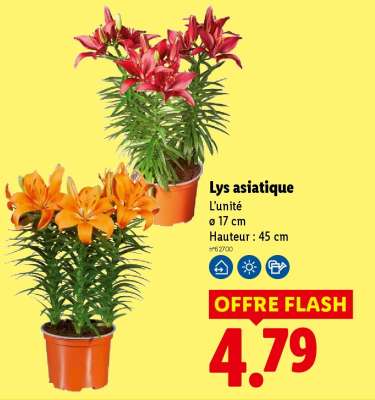 Lys asiatique