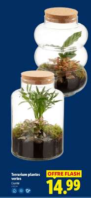 Terrarium plantes vertes