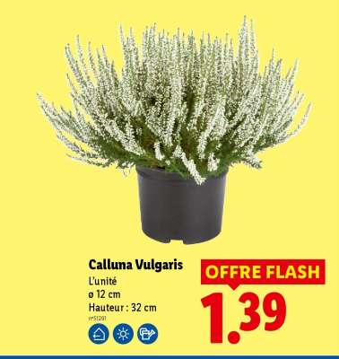 Calluna Vulgaris