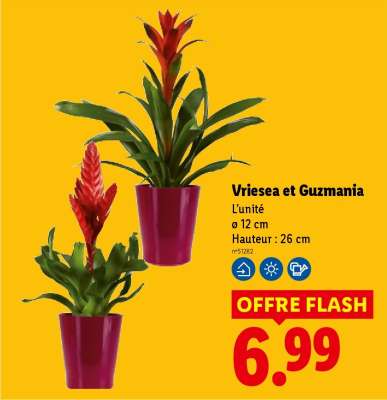 Vriesea et Guzmania