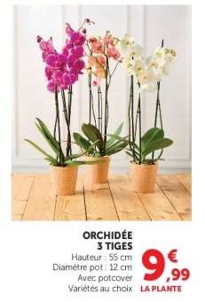 Orchidée 3 tiges