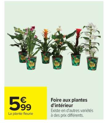 La plante fleurie
